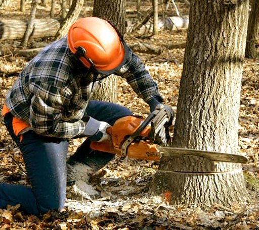 Tree Removal in Flat Rock, NC